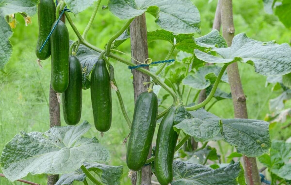 Cultivar pepinos: Guia completo para hortas caseiras - 2025